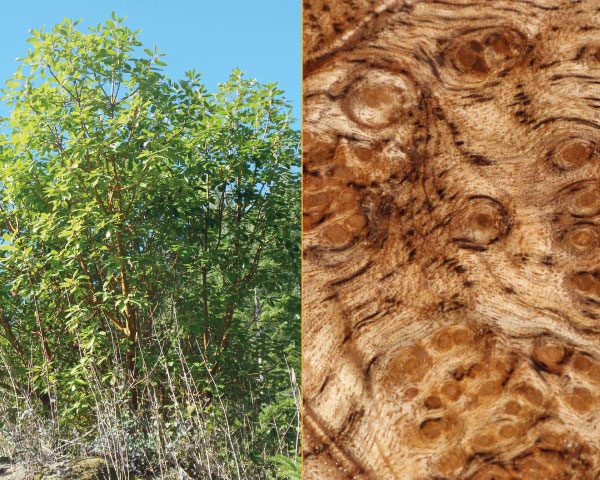 Golden-Madrone