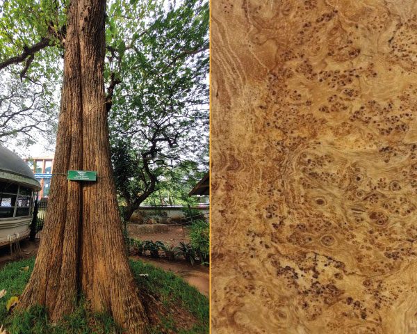 birmese-teak