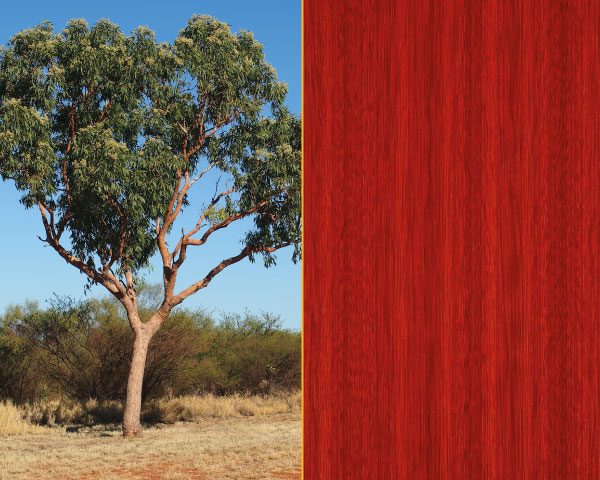 bloodwood