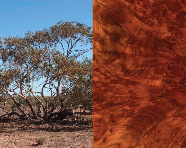 red-mallee